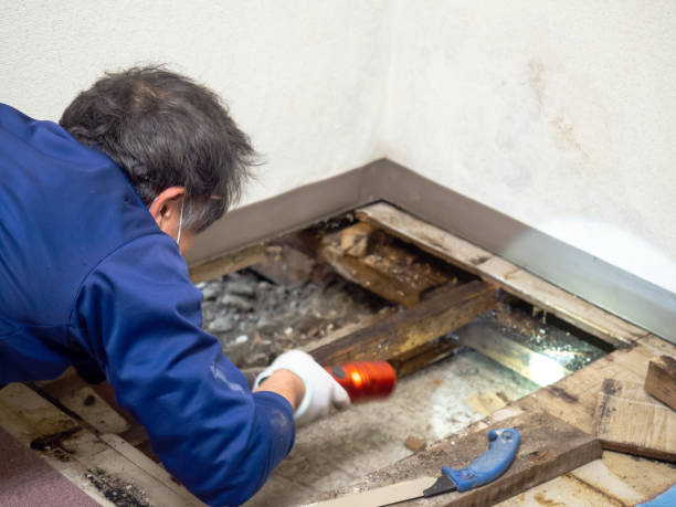 Best Same-Day Mold Removal  in Fairmount, NY