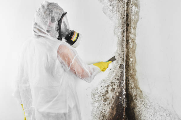 Crawl Space Mold Removal in Fairmount, NY