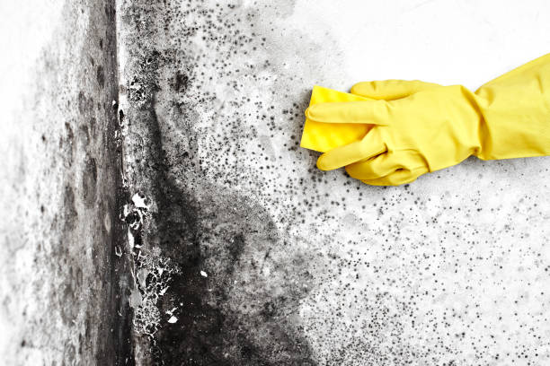 Professional Mold Removal in Fairmount, NY