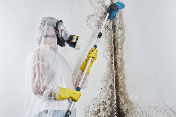 Best Fast Mold Removal  in Fairmount, NY