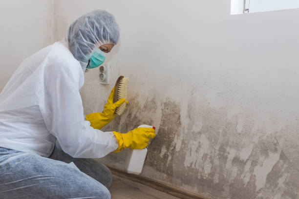 Best Mold Removal Company Near Me  in Fairmount, NY
