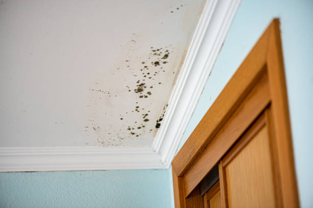 Best Office Mold Removal Services  in Fairmount, NY