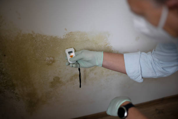 Best Commercial Mold Removal  in Fairmount, NY