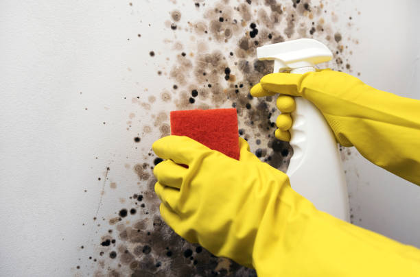 Best Black Mold Removal  in Fairmount, NY