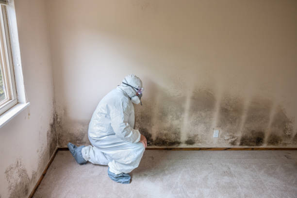 Best Mold Testing  in Fairmount, NY