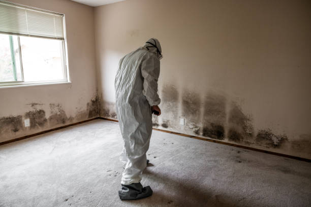 Best Residential Mold Removal  in Fairmount, NY