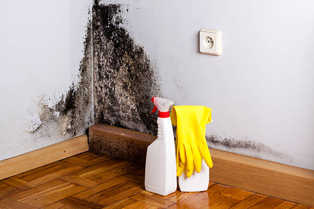 Best Mold Testing  in Fairmount, NY