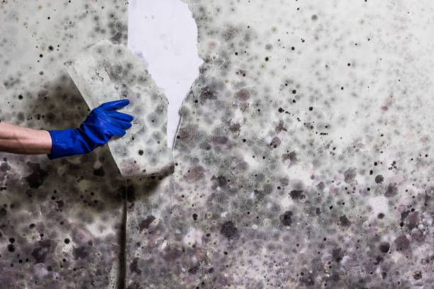 Best Mold Removal Near Me  in Fairmount, NY