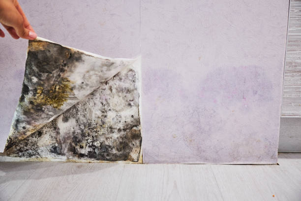 Best Best Mold Removal Companies  in Fairmount, NY